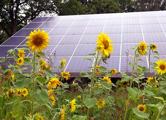 Sonnenblumen mit Photovoltaik