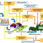 Stickstoffflüsse in der Landwirtschaft
