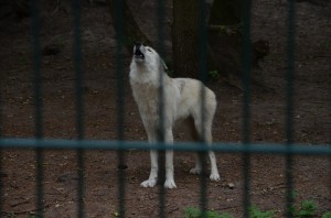 Wolf antwortet